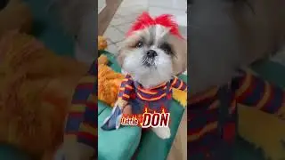 Hello Madam!!!#murphy #murphytheshihtzu #shortvideo #dog