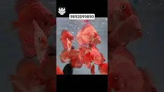 DISCUS FISH BABIES AVAILABLE #discusfish #exoticaquariumfish #aquariumfish