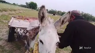 Ali birha