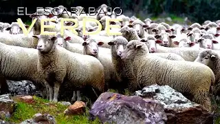 El escarabajo verde - Dehesa de Autor | La2