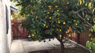 Meyer lemon tree