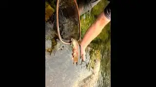 20210917 113035 99 Sequoia National Park - Trout caught during flyfishing lesson