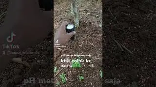 Mnegukur pH tanah menggunakan pH meter untuk pohon durian daun menguning cek keasaman tanah