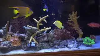 240 gallons saltwater aquarium -- almost maintenance free!