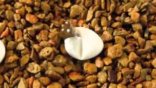 Anolis carolinensis complete hatching sequence