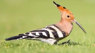 Удод убивает своих птенцов 😱😱😱 миф или правд ???