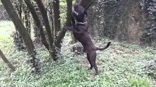 Lapo the Dogscout ..... KO !