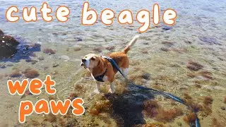 Cute Beagle Wet Paws at the Beach