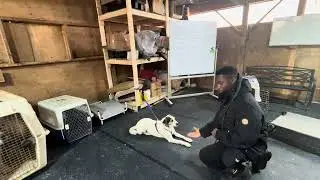 Teach your dog &ldquo;DOWN&rdquo; Command - Advanced