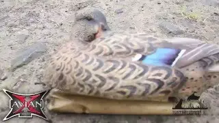 Test de r&eacute;sistance des blettes AvianX #4 - Toutpourlahutte.fr