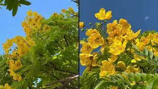 Gold Medallions, Acacias and a Tipuana Tipu