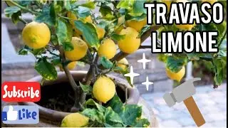 GUIDA AL TRAVASO PIANTA DI LIMONE metodo semplice ed efficace