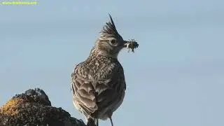 COGUJADA COMÚN | CRESTED LARK | Galerida cristata 4K