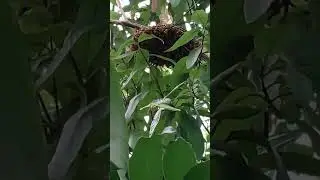 papers wasp nest #insect #nature #nest # living #video