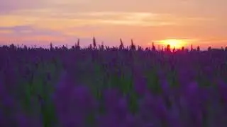 Lavender Fields &ndash; Relaxing Nature Sounds for Stress Relief, Sleep & Meditation | Long Video