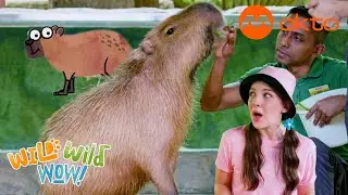 SMALL CUTE CAPYBARA &hearts;️ Animal ADVENTURE 🌟 | Wild Wild Wow S3E04A | @mediacorpokto