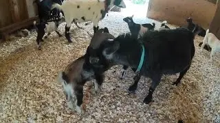 Former chef is making a difference with her Rowandale Therapy Goats in Colden