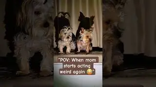 그림자도 귀여워!!🐾 Funny Dog POV 😂 #shorts #shortsfeed #dog #funnydogs #trend #pets #dogchallenge #doglove