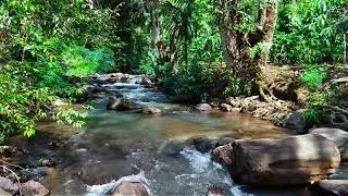 Gentle River Sounds in Green Forest 🌿 No Music, Pure Water for Deep Relaxation