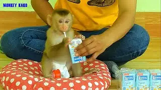 Cute Monkey Luna Tries Lactasoy Milk To Refill His Energy, Baby Monkey Drink Milk
