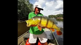 COLOMBIA - GIANT PEACOCK BASS, PAYARA AND SARDINATA