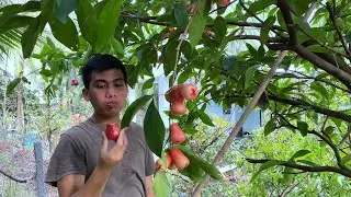 Harvest plums and build trellises for bitter melon | Long Ca Farm