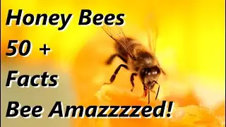 50 + Facts about Honey Bees Facts - Bee Amazzzed!  🐝🐝🐝