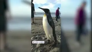 Sorpresiva presencia de un Ping&uuml;ino Rey en playa de Conc&oacute;n