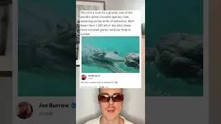This isn&rsquo;t a rock it&rsquo;s a gharial, one of the world&rsquo;s rarest crocodile species