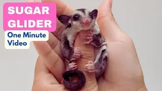 Sugar Glider | In 1 Minute | The Irresistibly Cute Flying Marsupials