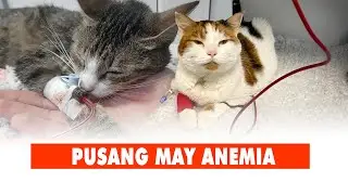 [EP 21] GAMOT SA ASTHMA NG ASO | KAPON (NEUTER) | ANEMIA SA PUSA