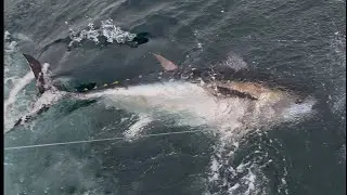 Tuna Fishing in Falmouth with Anglo Dawn Charters