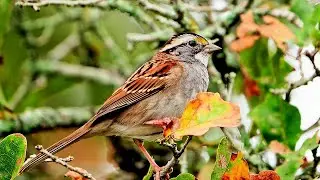 🐦 🎄 Stunning White-throated Sparrow Singing (4K Close Up, HQ Sound) 😍🥰