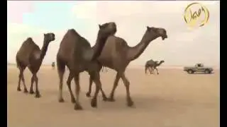 منقية محمد بن علوش المطيري مزاين الكويت 2014