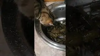 Бакс увиел раков