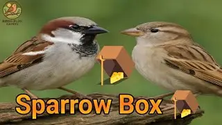 How Sparrows Enter This Smart Bird Box 😲|  🪤 