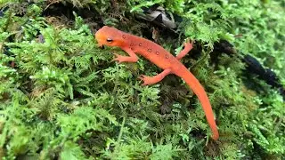 The red efts of Frozen Head