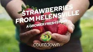 Grower Fresh Strawberries | Spring Fresh | Countdown