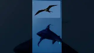10 Strange Sleeping Habits of Wild Animals #shorts #animals