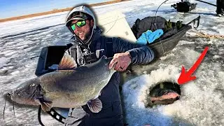 Livescoping MONSTER Channel Catfish Through the Ice!!