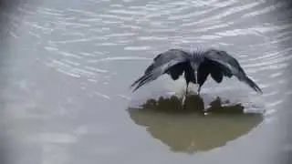 Black Egret