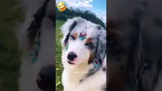 kutta kaun si maar Diya