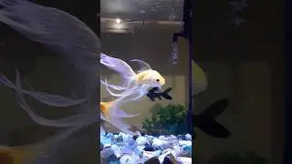 My long tail goldfish is no more 💐rip little 🙂 #fish #shorts