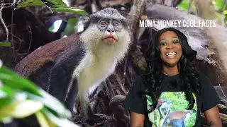 Cool Animal Facts: Mona Monkey