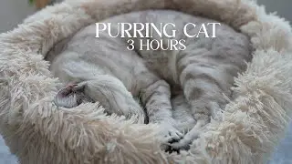 3 Hours of Real Cat Purring 🐾 | Snow Bengal Cat Sleeping & Relaxing | No Music, No Noise