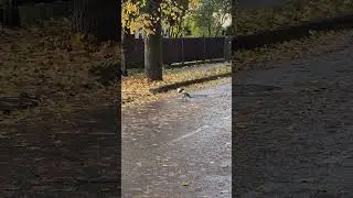 #funny #live #lithuania #birds #new #nature #beautiful