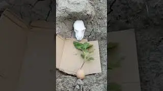 #trap to catch Rabbit 🐇.     subscribe our channel 👍