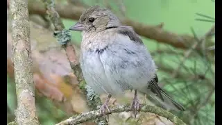 Common Chaffinch - song/call - Buchfink