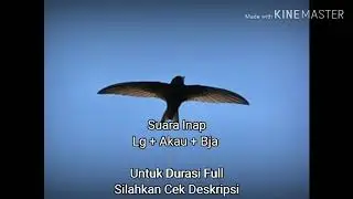 Lg + Akau + Bja (Si)