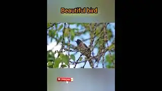 Nature & WildlifeBird Photography #BirdWatchingUSA#BirdWatchingUK#WildlifePhotography